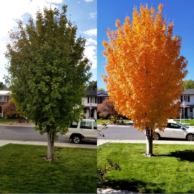 The difference 11 days can make for this maple tree