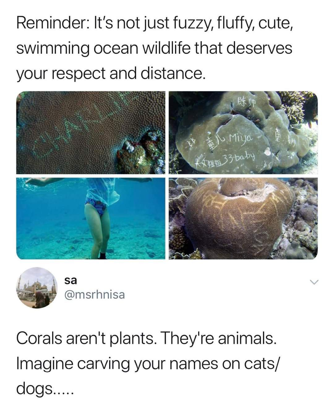 name carving in coral reefs - Reminder It's not just fuzzy, fluffy, cute, swimming ocean wildlife that deserves your respect and distance. Mo 1033 baby sa Corals aren't plants. They're animals. Imagine carving your names on cats dogs.....