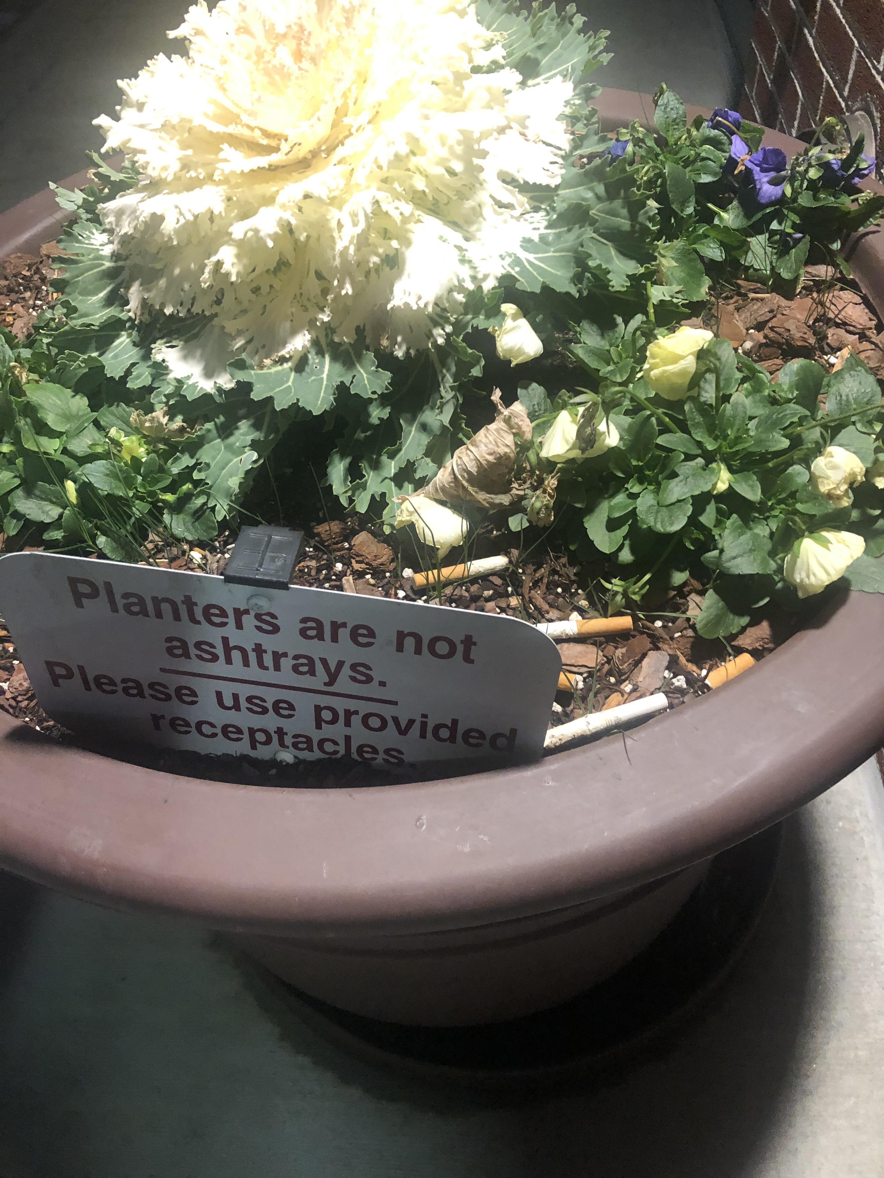 flowerpot - Planters are not ashtrays. Please use provided receptacles