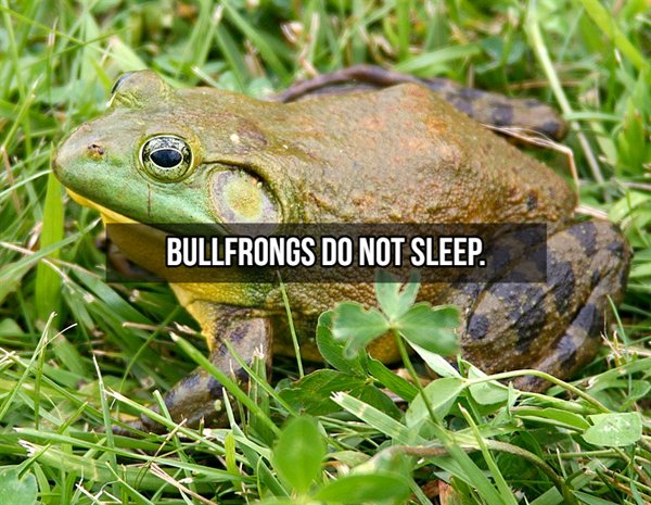 Bullfrongs Do Not Sleep.