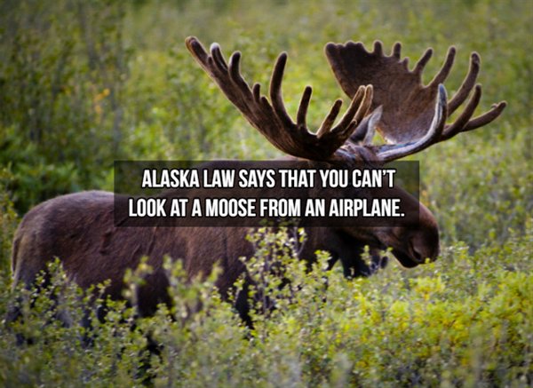 isle royale moose - Alaska Law Says That You Can'T Look At A Moose From An Airplane.