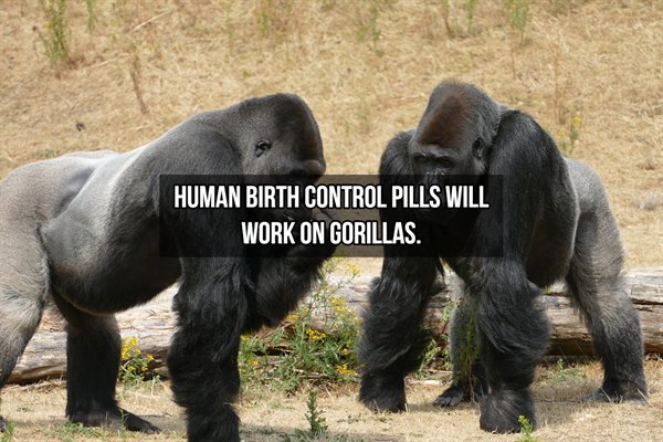 great apes - Human Birth Control Pills Will Work On Gorillas.