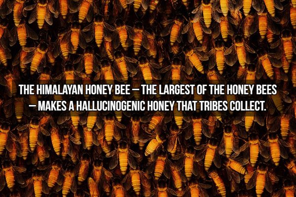 Honey bee - The Himalayan Honey Bee The Largest Of The Honey Bees Makes A Hallucinogenic Honey That Tribes Collect.