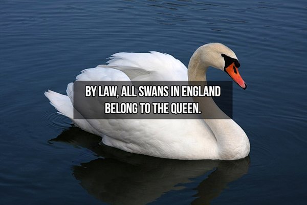 mute swan - By Law, All Swans In England Belong To The Queen.