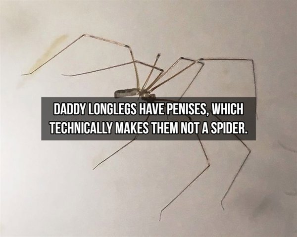 Daddy Longlegs Have Penises, Which Technically Makes Them Not A Spider.