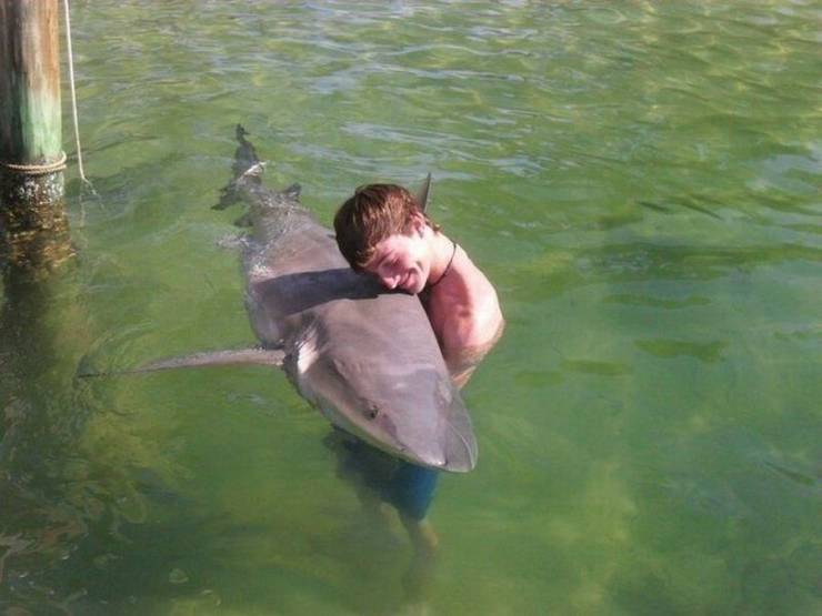 hug shark