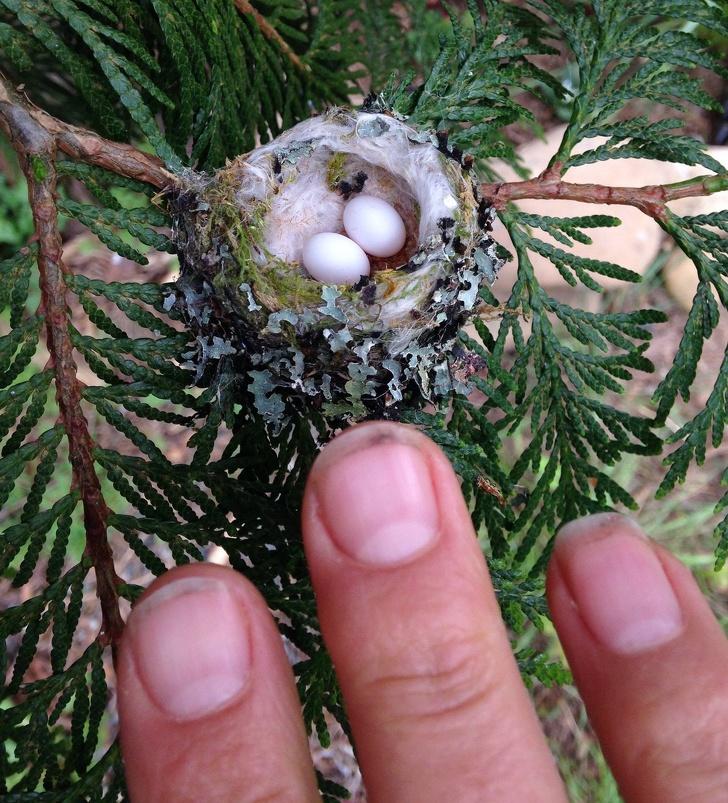 hummingbird eggs