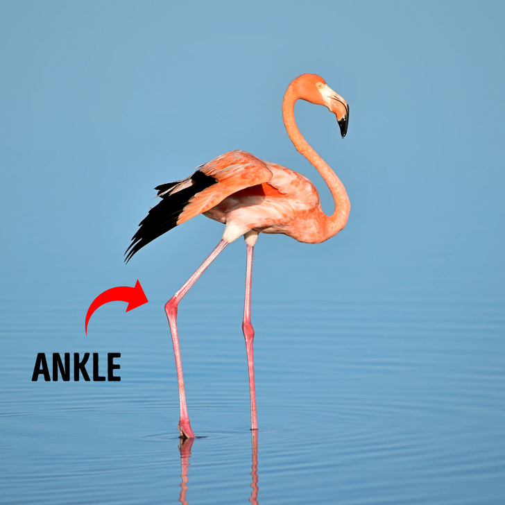 flamingo bird - Ankle