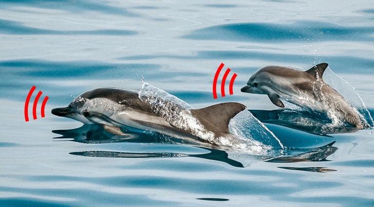 dolphins jumping in the ocean