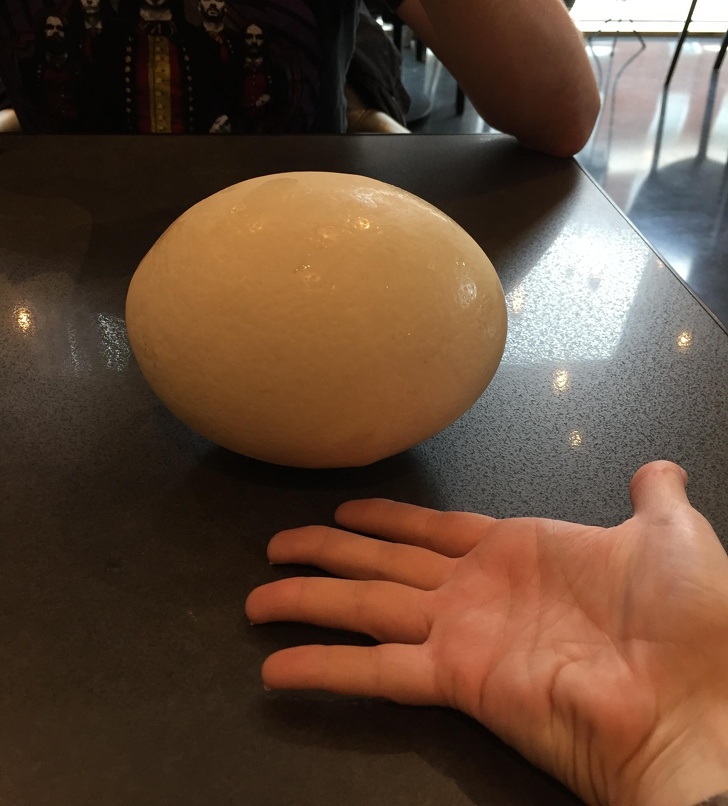 egg