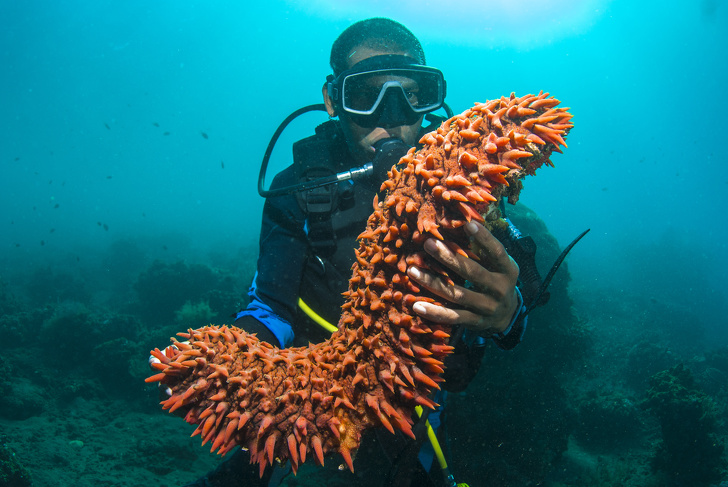 Sea cucumbers defecate and breathe through their butt.