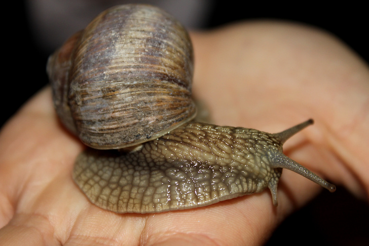 snail -