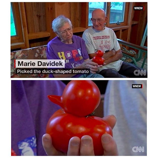 way he looks at her funny - Wnem Hintalii In Vhfry Im Marie Davidek Picked the duckshaped tomato Wnem Cnn