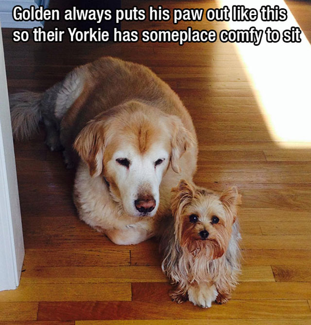 golden retrievers funny - Golden always puts his paw out this so their Yorkie has someplace comfy to sit