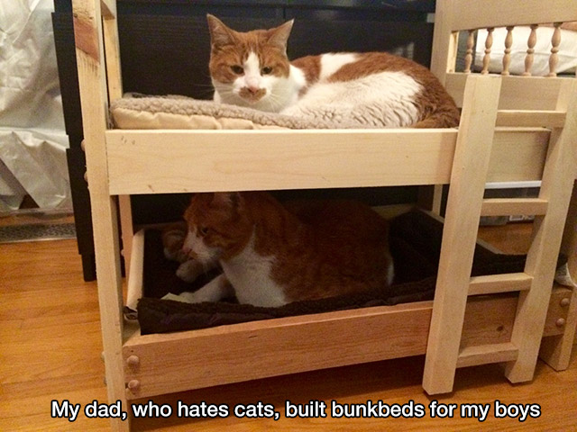 my dad said he hates cats - My dad, who hates cats, built bunkbeds for my boys