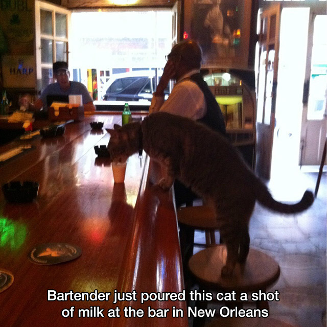 cat meme new orleans - Bartender just poured this cat a shot of milk at the bar in New Orleans