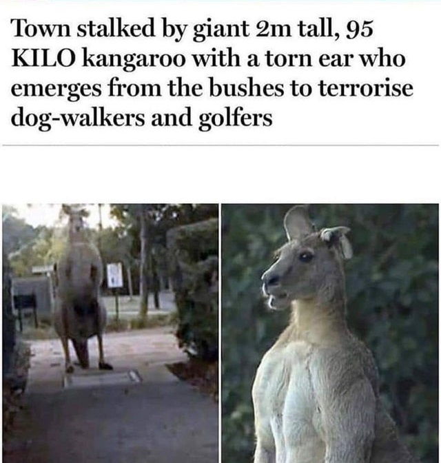 kangaroo alleyway - Town stalked by giant 2m tall, 95 Kilo kangaroo with a torn ear who emerges from the bushes to terrorise dogwalkers and golfers