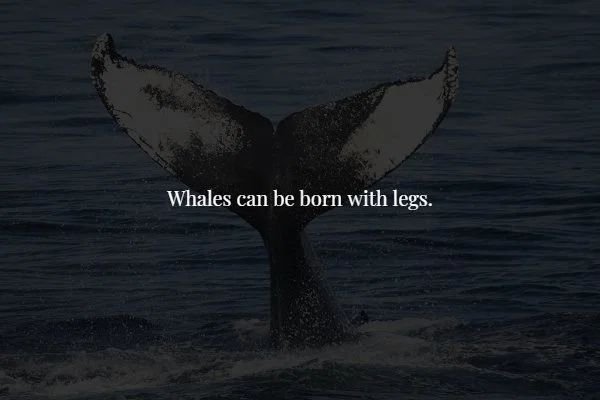 whale - Whales can be born with legs.