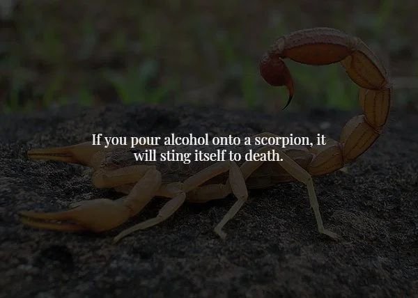 terrestrial animal - If you pour alcohol onto a scorpion, it will sting itself to death.