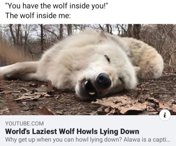world's laziest wolf - "You have the wolf inside you!" The wolf inside me Youtube.Com World's Laziest Wolf Howls Lying Down Why get up when you can howl lying down? Alawa is a capti...