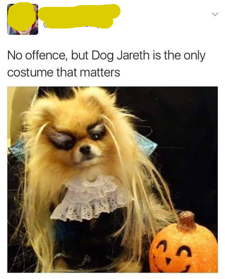 dog jareth - No offence, but Dog Jareth is the only costume that matters