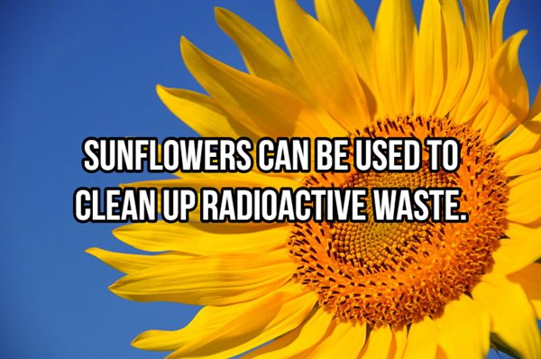 Sandra Ferrara - We Sunflowers Can Be Used To Clean Up Radioactive Waste.