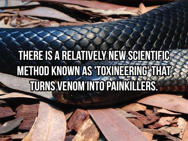 tire - There Is A Relatively New Scientific Method Known As 'Toxineering That Turns Venom Into Painkillers.