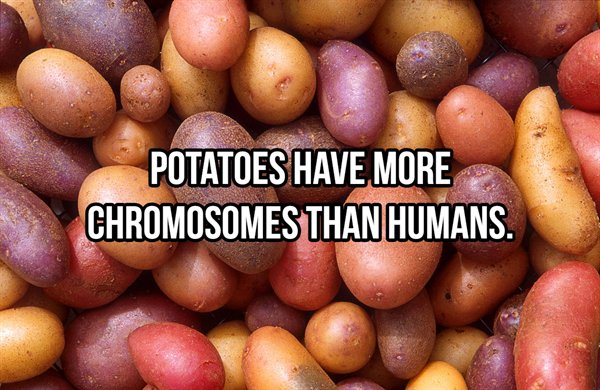 tubers food - Potatoes Have More Chromosomes Than Humans.