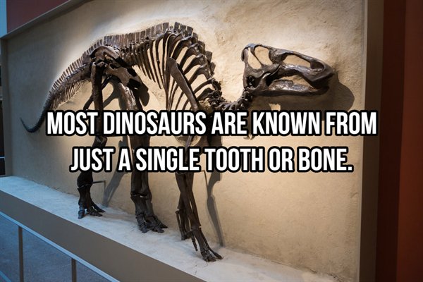 trust is like an eraser - Most Dinosaurs Are Known From Just A Single Tooth Or Bone.