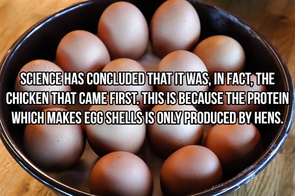 dies natalis 54 - Science Has Concluded That It Was, In Fact, The Chicken That Came First. This Is Because The Protein Which Makes Egg Shells Is Only Produced By Hens.