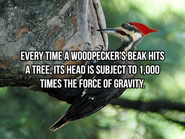 pileated woodpecker - Every Time A Woodpecker'S Beak Hits A Tree, Its Head Is Subject To 1,000 Times The Force Of Gravity