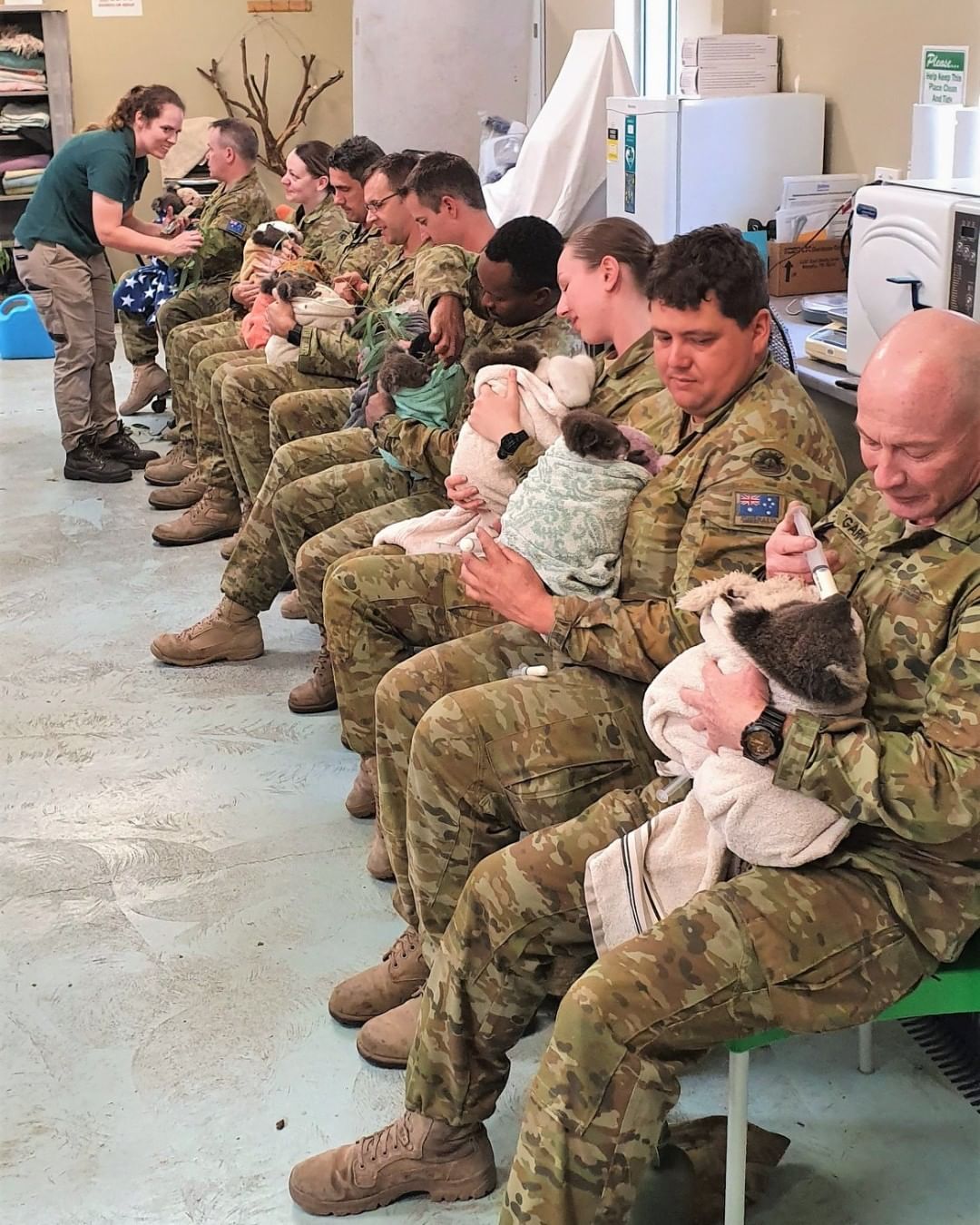 australian army koalas - Pa