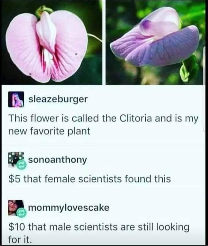 clitoria flower - sleazeburger This flower is called the Clitoria and is my new favorite plant sonoanthony $5 that female scientists found this mommylovescake $10 that male scientists are still looking for it.