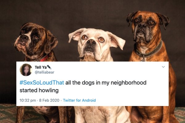 boxer dog with autism - Tell Ya all the dogs in my neighborhood started howling Twitter for Android