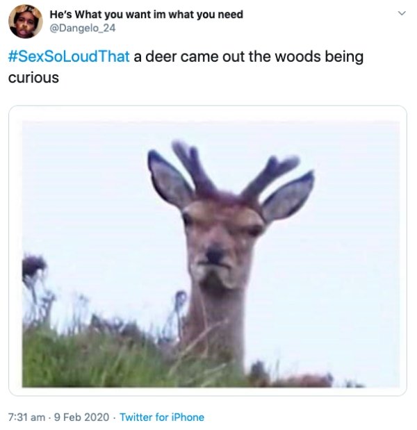 grumpy deer meme - He's What you want in what you need a deer came out the woods being curious Twitter for iPhone