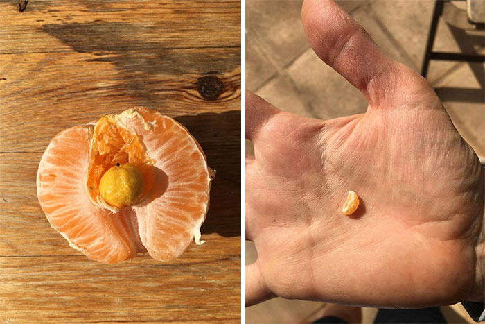 orange had mini orange growing inside