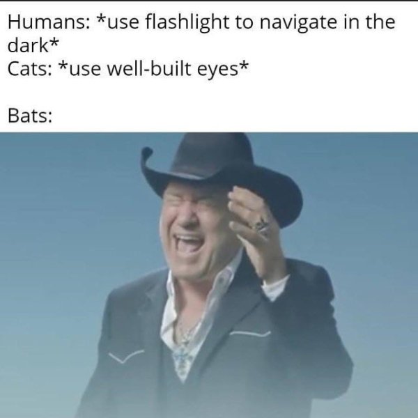 Internet meme - Humans use flashlight to navigate in the dark Cats use wellbuilt eyes Bats