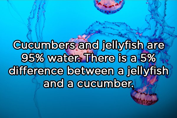 cypress fairbanks isd - Cucumbers and jellyfish are 95% water. There is a 5% difference between a jellyfish and a cucumber.