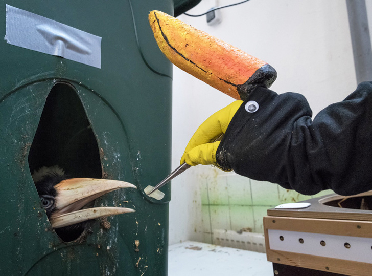 zoo feeds their baby hornbills