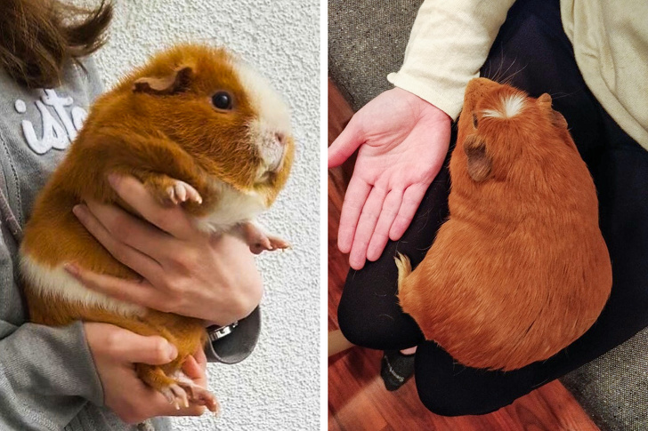 large guinea pig