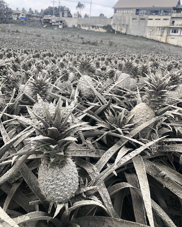 taal volcano pineapple