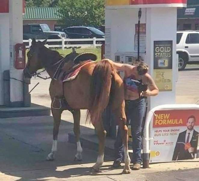 horse at gas pump - Gold Status New Formula Pou You In
