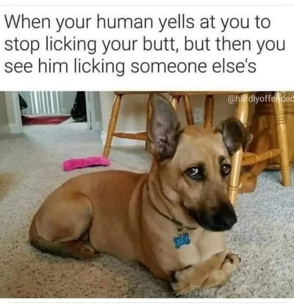 your human yells at you - When your human yells at you to stop licking your butt, but then you see him licking someone else's