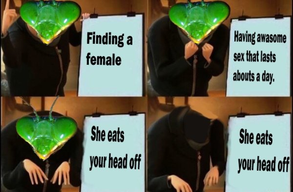 gru meme - Finding a female Having awasome sex that lasts abouts a day. She eats your head off She eats your head off