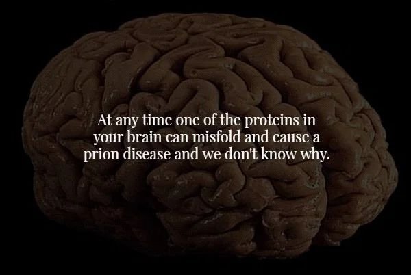 brain - At any time one of the proteins in your brain can misfold and cause a prion disease and we don't know why.
