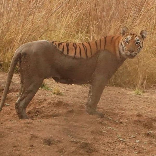 tiger mud bath