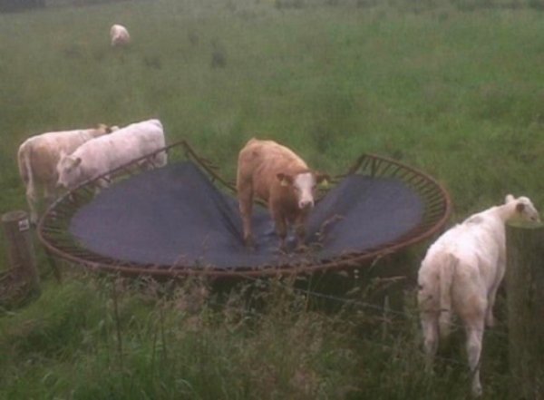 cow trampoline