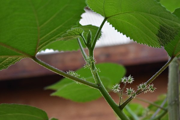 dendrocnide moroides