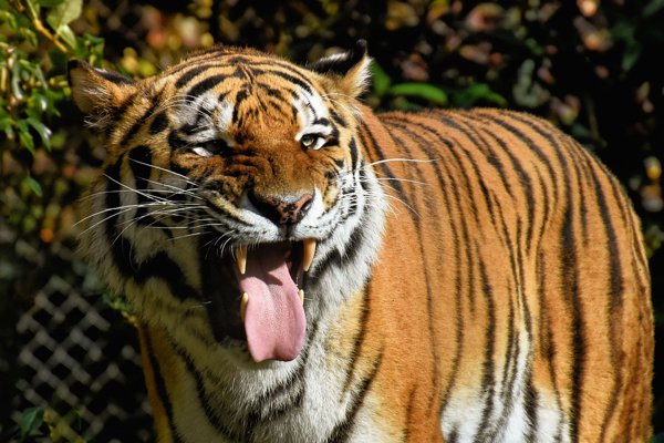 “A single tiger killed 434 people in India.”