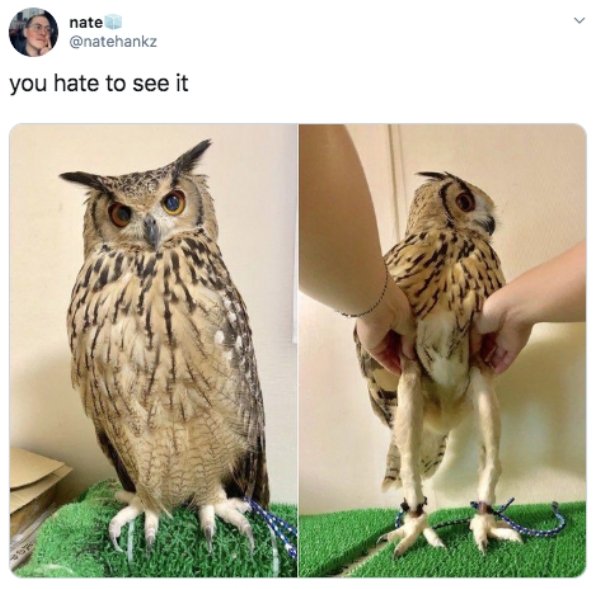 owl legs meme - nate you hate to see it
